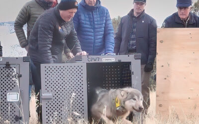 Wildlife officials sued for skipping NEPA regs to release wolves in Colorado